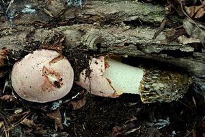 Klikni pro velký obrázek