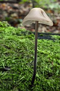 Špička cibulová - Marasmius alliaceus ( Jacq. ) Fr.