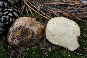 Klikni pro velký obrázek