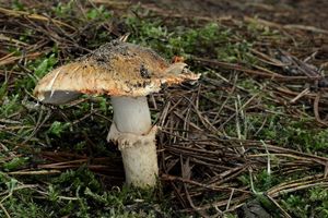 Čirůvka límcovitá - Tricholoma focale (Fr.) Ricken 1914