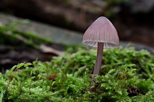 Helmovka krvonohá - Mycena haematopus (Pers.) P. Kumm. 1871