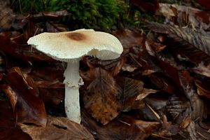 Bedla hřebenitá - Lepiota cristata