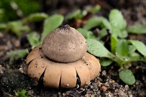 Hvězdovka kvítkovitá - Geastrum floriforme