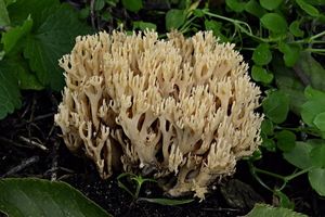 Kuřátka kořínkatá - Ramaria myceliosa (Peck) Corner 1950