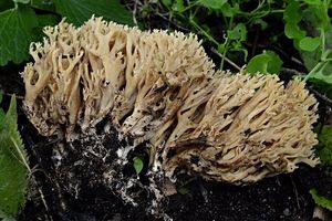 Kuřátka kořínkatá - Ramaria myceliosa (Peck) Corner 1950