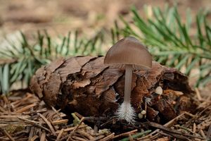 Helmovka šiškomilná - Mycena strobilicola J. Favre & Kühner 1938