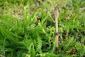 Přeslička rolní (Equisetum arvense )