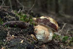 Klikni pro velký obrázek