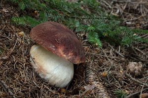 Klikni pro velký obrázek