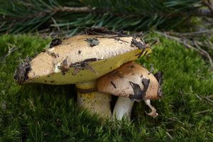 Klikni pro velký obrázek