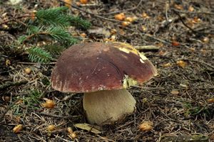 Klikni pro velký obrázek