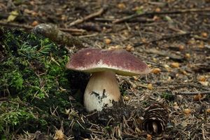 Klikni pro velký obrázek