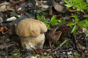 Klikni pro velký obrázek