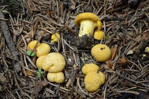 Klikni pro velký obrázek