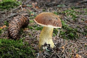 Klikni pro velký obrázek