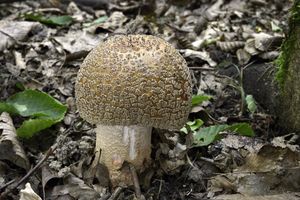 Klikni pro velký obrázek