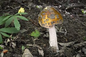 Klikni pro velký obrázek