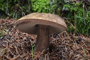 Klikni pro velký obrázek