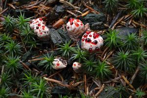 Klikni pro velký obrázek