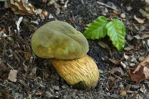 Klikni pro velký obrázek