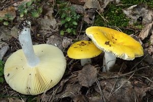 Holubinka chromová - Russula claroflava