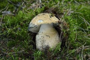 Hřib siný - Gyroporus cyanescens  (Bull.) Quél. 1886