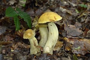 Klikni pro velký obrázek