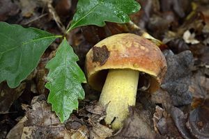 Klikni pro velký obrázek