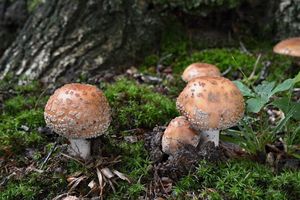 Klikni pro velký obrázek