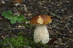 Klikni pro velký obrázek