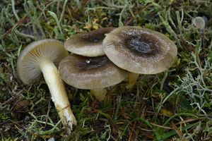 Klikni pro velký obrázek