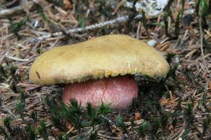 Klikni pro velký obrázek