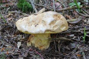 Klikni pro velký obrázek