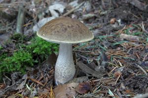 Klikni pro velký obrázek