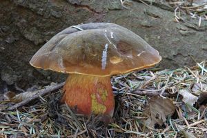 Klikni pro velký obrázek