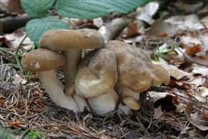 Klikni pro velký obrázek