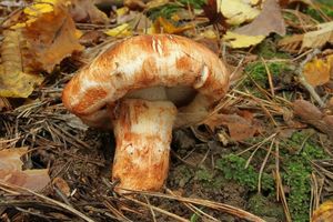 Klikni pro velký obrázek