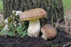 Klikni pro velký obrázek