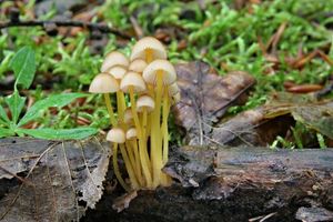 Klikni pro velký obrázek