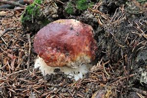 Klikni pro velký obrázek