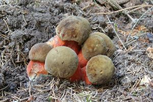 Klikni pro velký obrázek