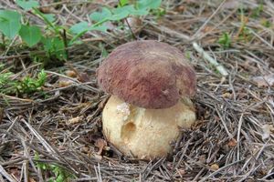 Klikni pro velký obrázek