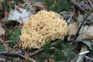 Klikni pro velký obrázek