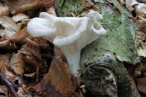 Klikni pro velký obrázek