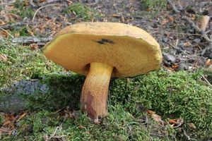 Klikni pro velký obrázek