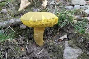 Klikni pro velký obrázek