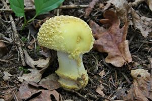 Klikni pro velký obrázek