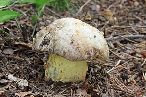 Klikni pro velký obrázek