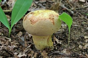 Klikni pro velký obrázek