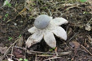 Hvězdovka tuhová - Geastrum coronatum Pers.